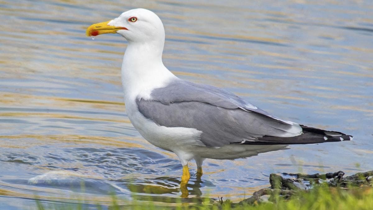 Australie, 100 mouettes et un match de foot interrompu à Melbourne